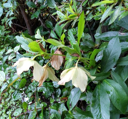 個性がいっぱい