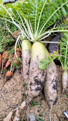 最後の収穫しただいこんと人参